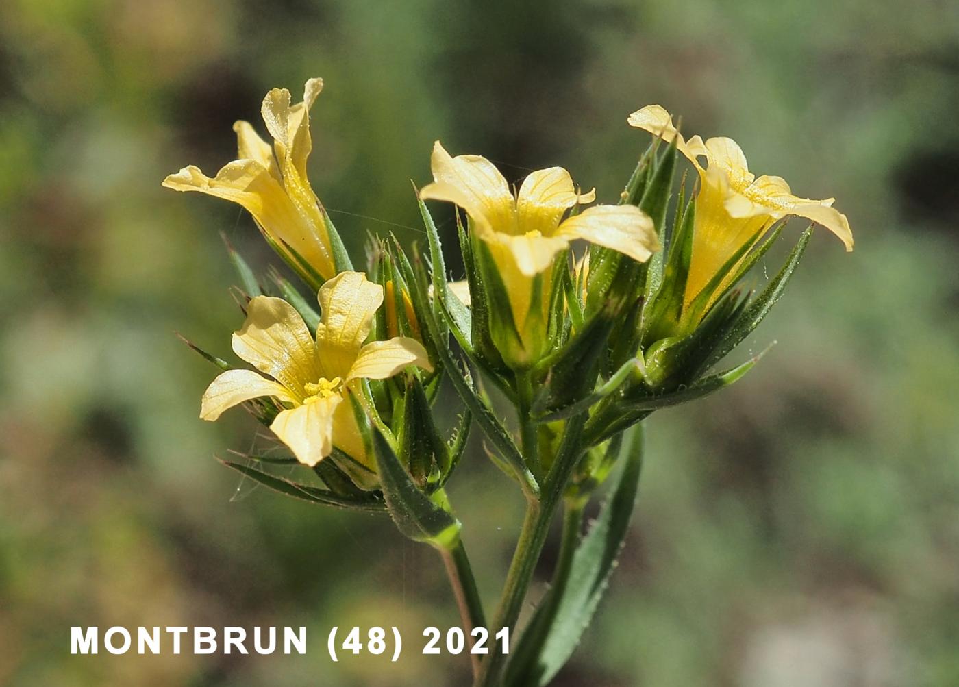 Flax, Upright flower